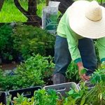 TPE – Transmissão Paraíso de Energia